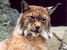 Фото Европейская рысь