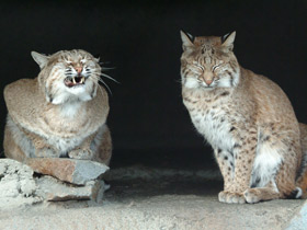 Фото Европейская рысь