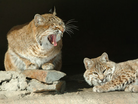 Фото Европейская рысь