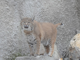 Смотреть фото Рыжая рысь Фото Рыжая рысь