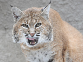 Смотреть фото Рыжая рысь Фото Рыжая рысь