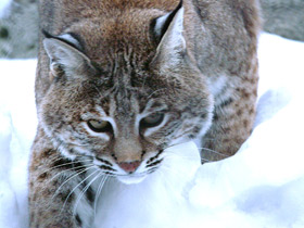 Смотреть фото Рыжая рысь Фото Рыжая рысь