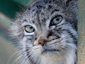Смотреть фото Манул Фото Манул