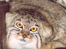 Манул Манул