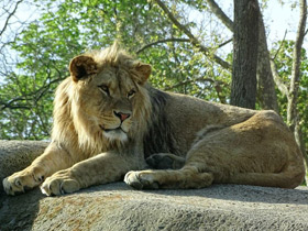 Смотреть фото Лев Фото Лев