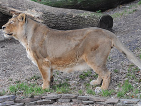 Смотреть фото Лев Фото Лев