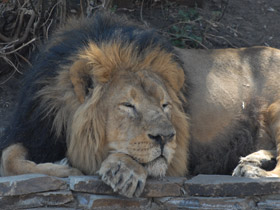Смотреть фото Лев Фото Лев