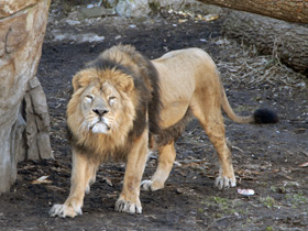 Азиатский лев Азиатский лев