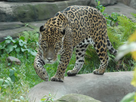 Смотреть фото Ягуар Фото Ягуар