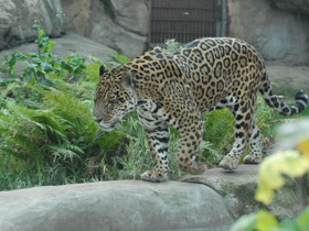 Смотреть фото Ягуар Фото Ягуар