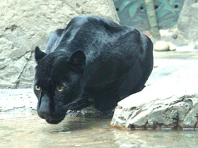 Смотреть фото Ягуар Фото Ягуар