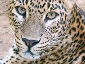 Фото Цейлонский леопард