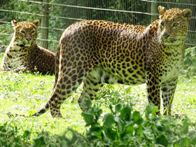 Фото Цейлонский леопард