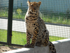 Фото Амурский леопард