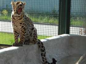 Фото Амурский леопард