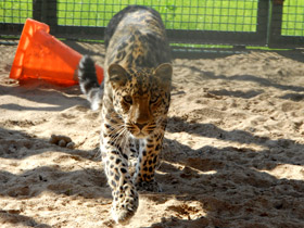 Фото Амурский леопард