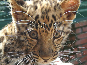 Фото Амурский леопард