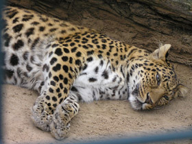Фото Амурский леопард