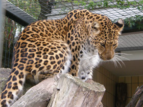 Фото Амурский леопард