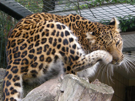 Фото Амурский леопард