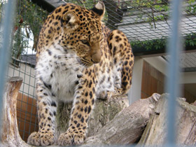Фото Амурский леопард