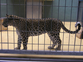 Фото Переднеазиатский леопард