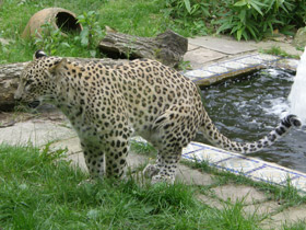 Фото Переднеазиатский леопард