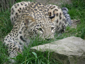 Фото Переднеазиатский леопард