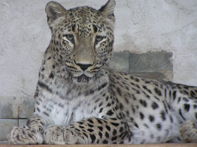 Фото Переднеазиатский леопард