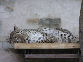 Фото Переднеазиатский леопард
