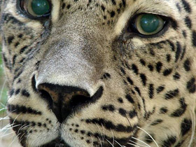 Фото Переднеазиатский леопард