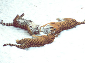 Амурский тигр Амурский тигр