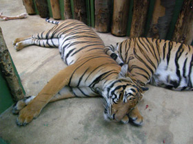 Смотреть фото Малайский тигр Фото Малайский тигр