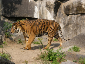 Смотреть фото Суматранский тигр Фото Суматранский тигр