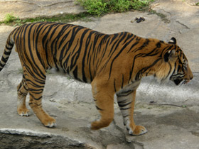 Смотреть фото Суматранский тигр Фото Суматранский тигр