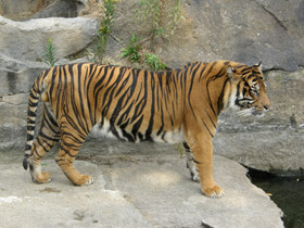 Смотреть фото Суматранский тигр Фото Суматранский тигр