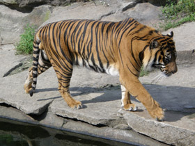 Суматранский тигр Суматранский тигр