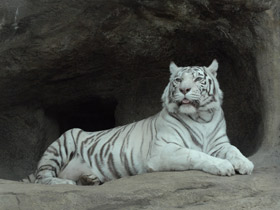 Фото Белый тигр