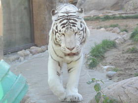 Фото Белый тигр