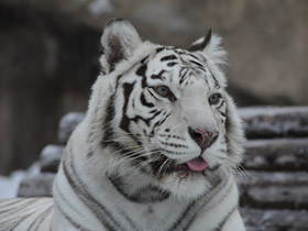 Фото Белый тигр