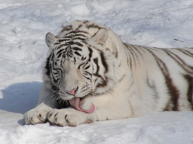 Фото Белый тигр