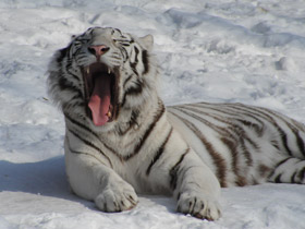 Фото Белый тигр