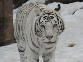 Фото Белый тигр