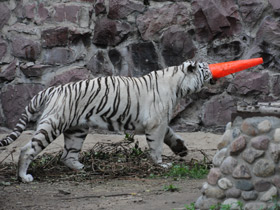 Фото Белый тигр