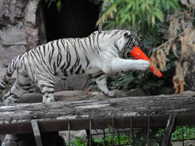 Фото Белый тигр