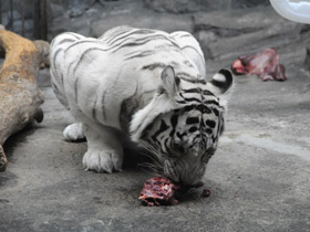 Фото Белый тигр