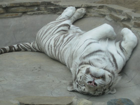 Фото Белый тигр