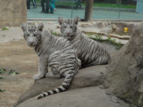 Фото Белый тигр