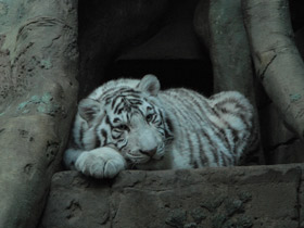 Фото Белый тигр