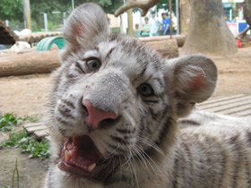 Фото Белый тигр